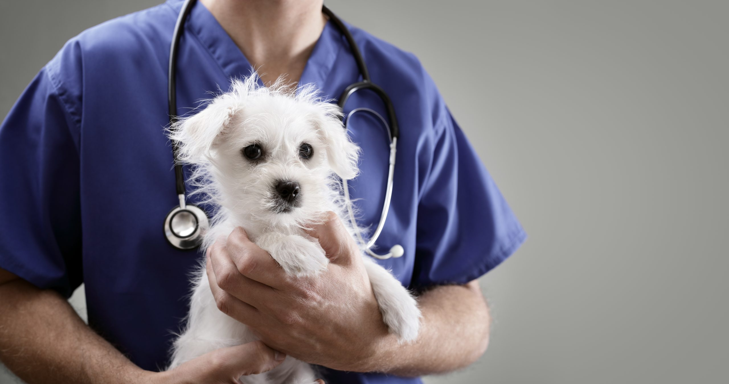 Steps To Take When Enrolling in Disability Insurance for Soon To Be Veterinarians