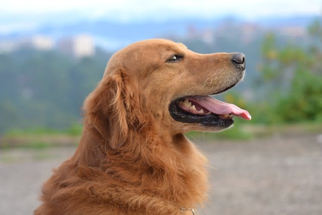 Is Your Dog Hyperactive or Anxious? The Hidden Culprit in Their Bowl